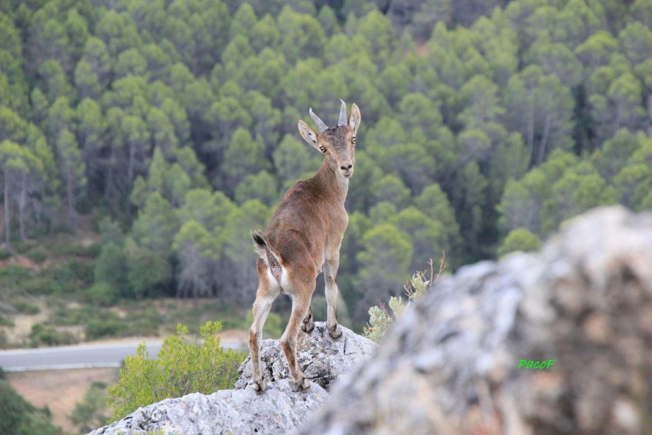 Alojamiento Aguasblanquillas Coto Rios Εξωτερικό φωτογραφία