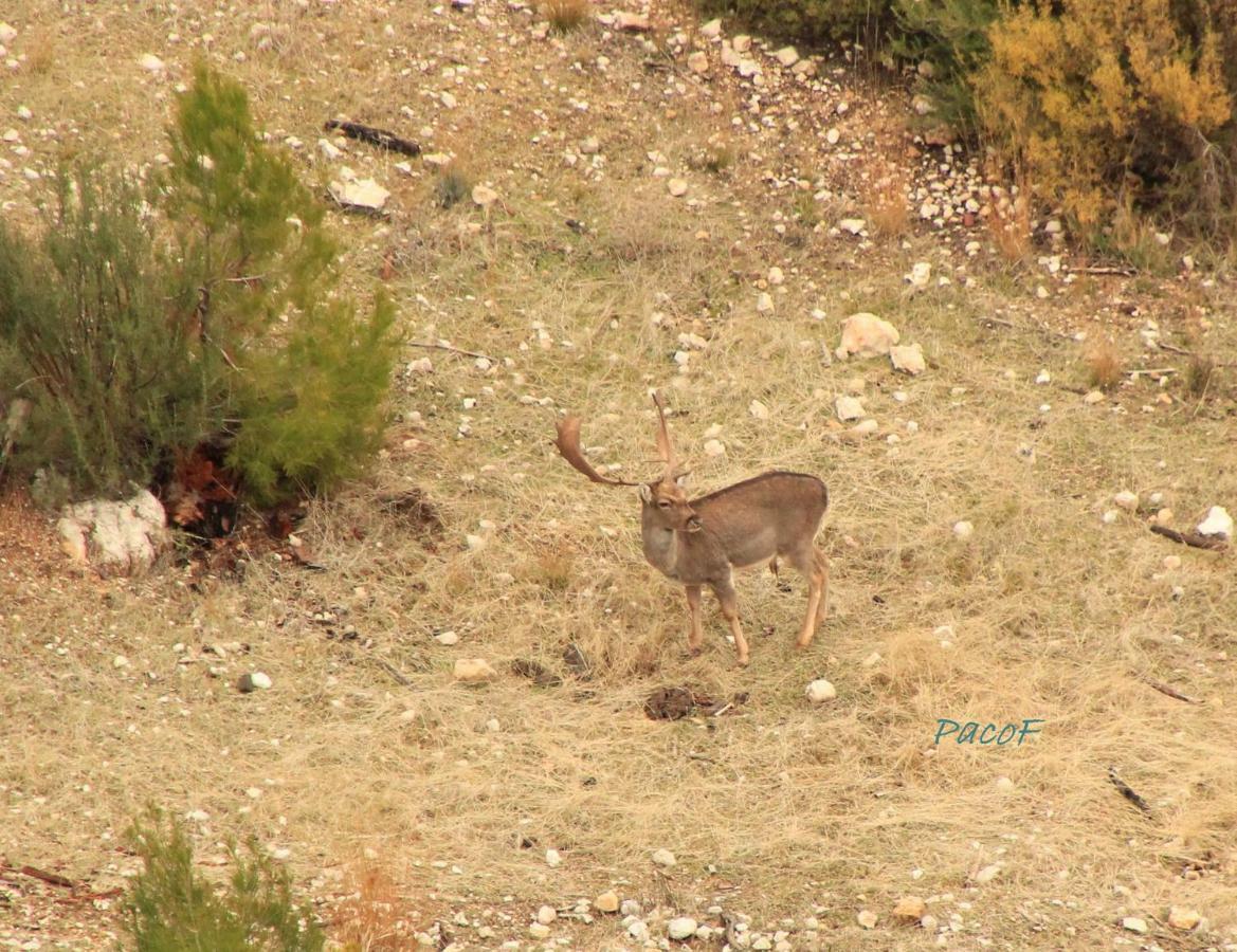 Alojamiento Aguasblanquillas Coto Rios Εξωτερικό φωτογραφία
